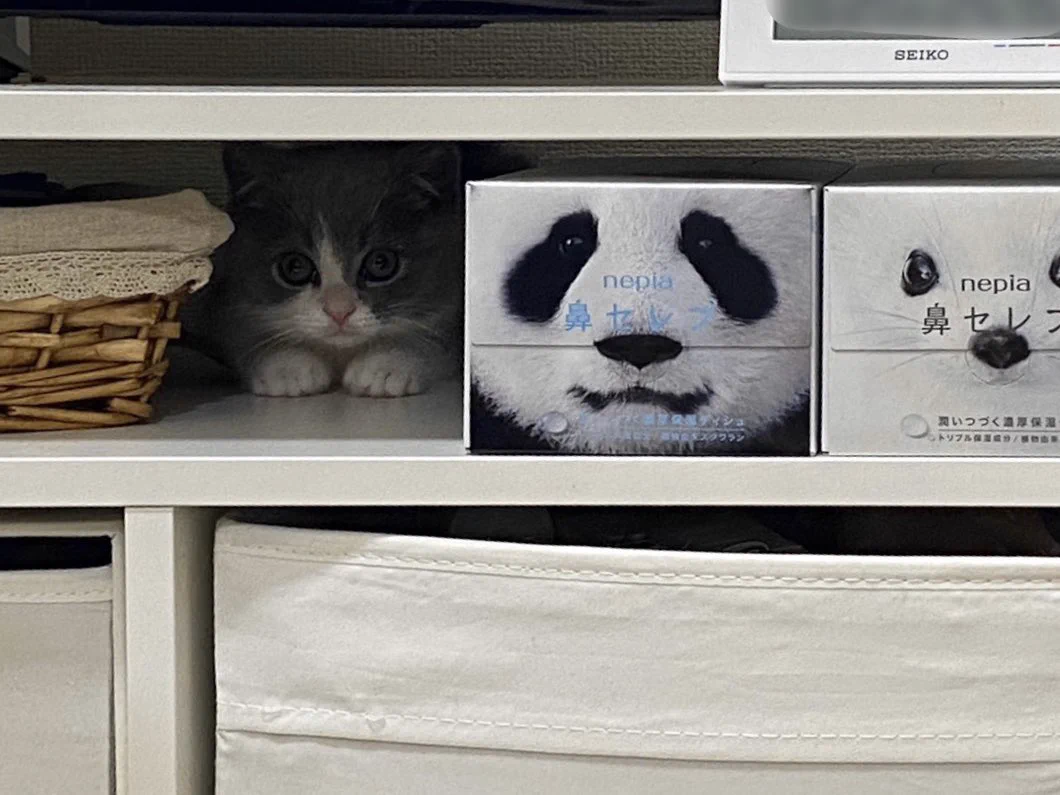あなたは見つけられる？上手く擬態して周りに溶け込んでいる猫！