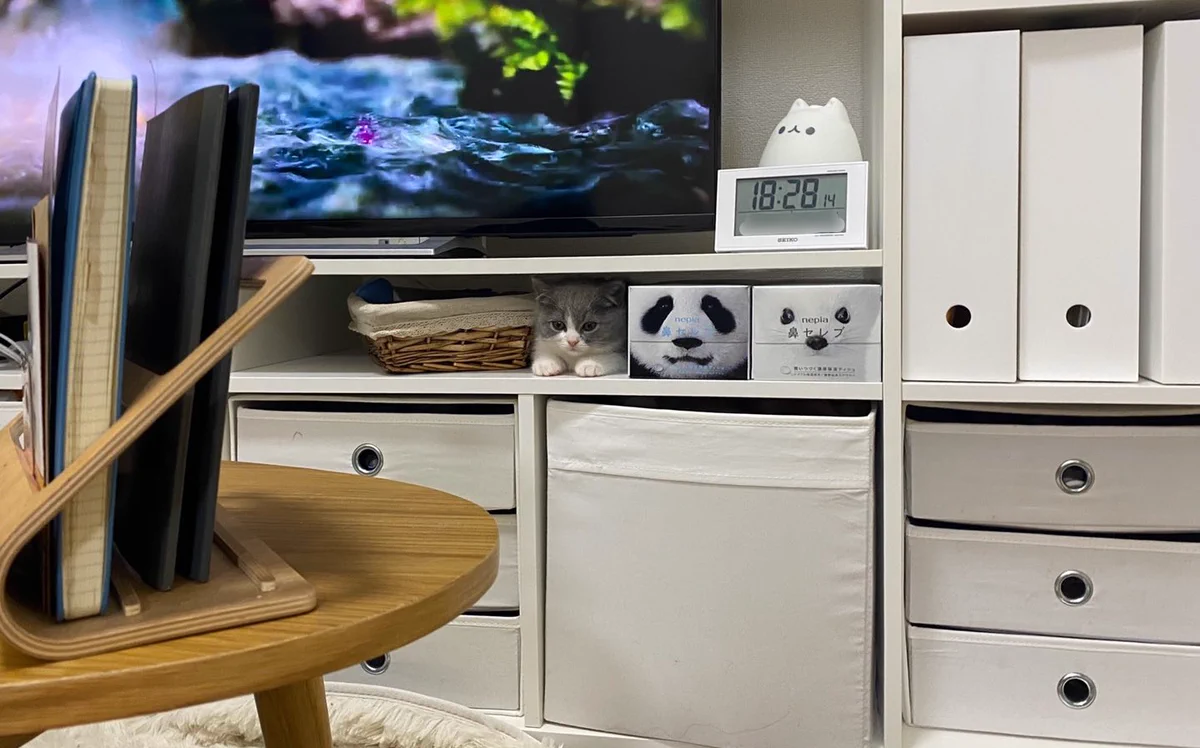 あなたは見つけられる？上手く擬態して周りに溶け込んでいる猫！