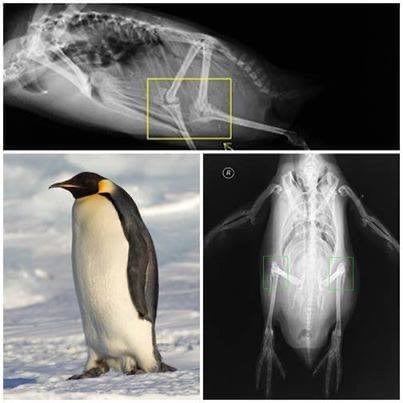 Penguins are genetically kinda always squatting. Their legs are longer than you think and they actually have knees, which are just always tucked in.