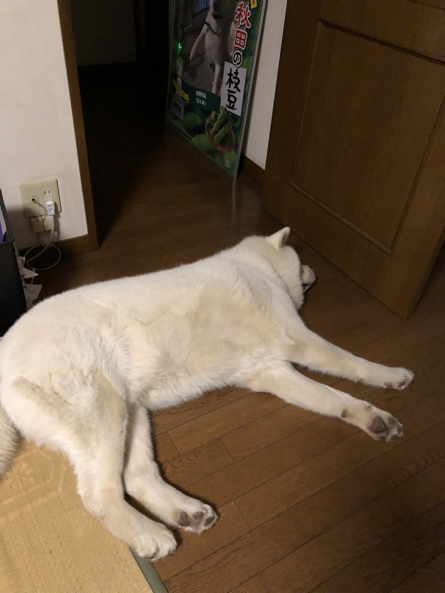 マサ 秋田犬 日本犬 リビングの入り口を塞ぐ 秋田犬はくお この行動は 犬は 殆ど家の中で寝る時は 飼い主の足元など 必ず下の方で寝るそうです これは 飼い主を他から守るという意思表示らしいです