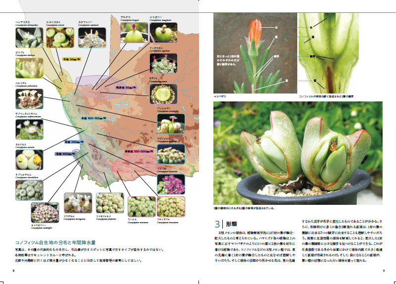 コノフィツム全書 内容は、コノフィツムという植物に関する総説 分布図
