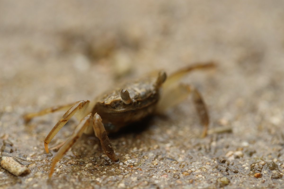 花蜂 カニ かに 蟹 マングローブ 西表島 石垣島