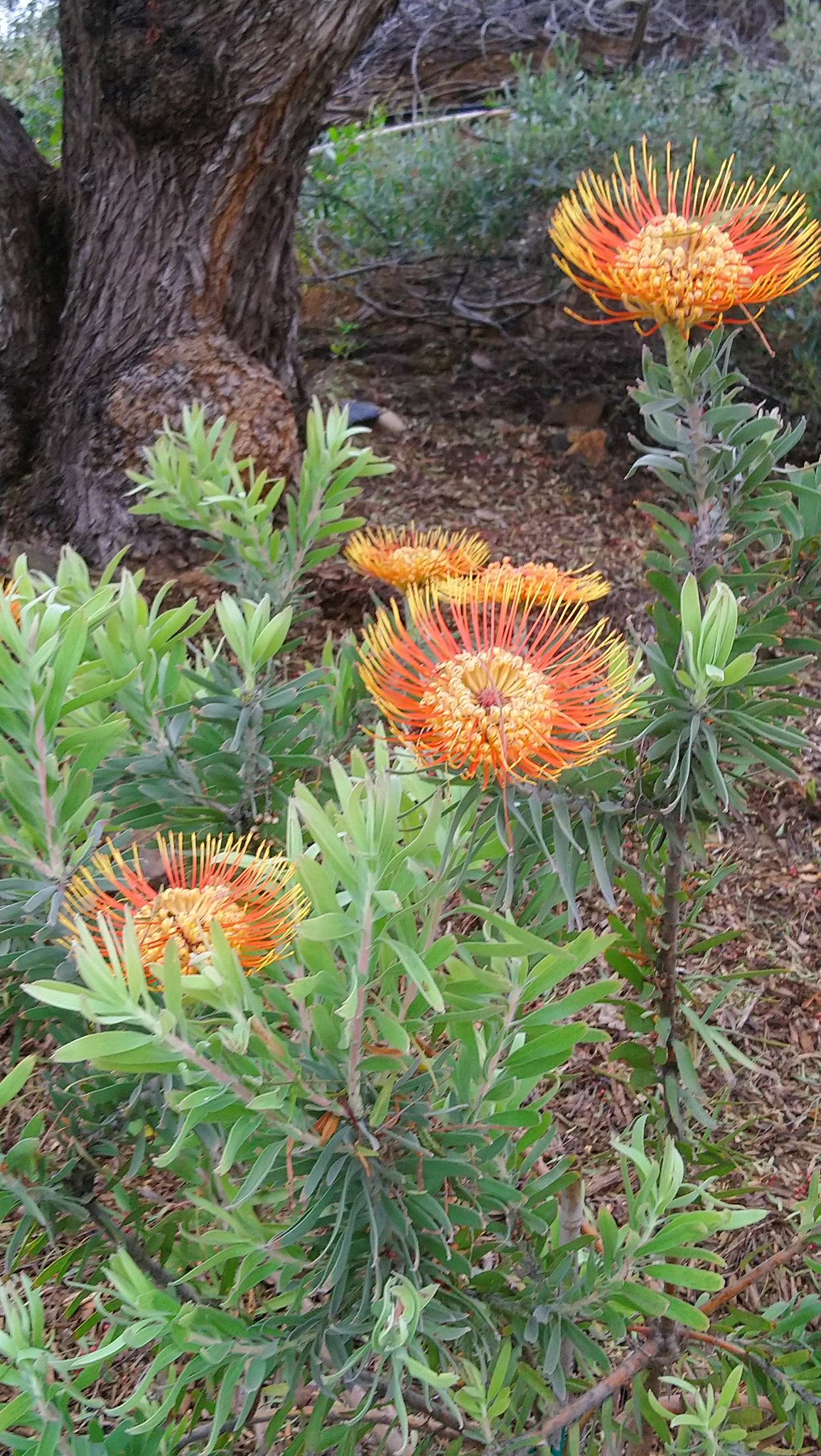A N M 昨日道端で見かけたあなた 植物図鑑アプリによるとneedle Leaf Pincushionというお名前だそうですね 日本語ではヤマモガシ科のレウコスペルマム属だって コレという名前はないのね T Co Qykmjw3nc7 Twitter A N M 昨日道端で見かけたあなた 植物図鑑アプリによるとneedle Leaf Pincushionというお名前だそうですね 日本語ではヤマモガシ科のレウコスペルマム属だって コレという名前はないのね T Co Qykmjw3nc7 Twitter