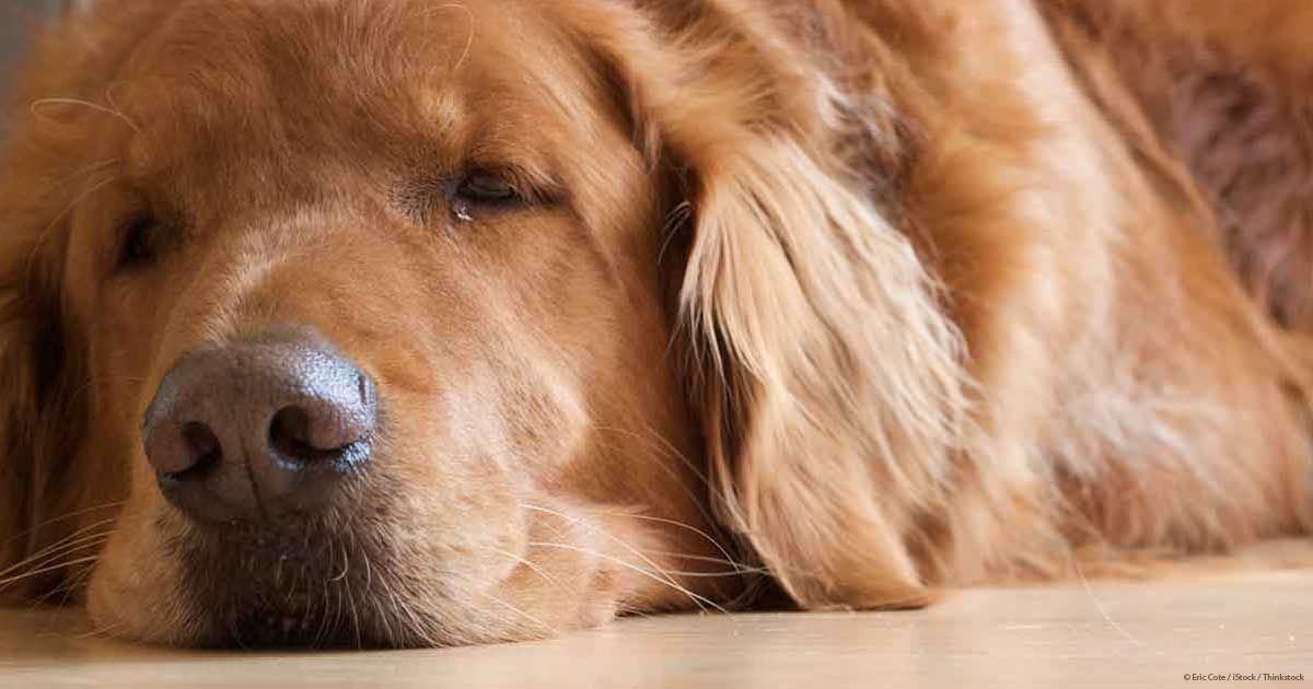 HomePetsVE's tweet image. 6 #Enfermedades  En Las Orejas De Los #Perros Más Comunes buff.ly/2UhhmLO