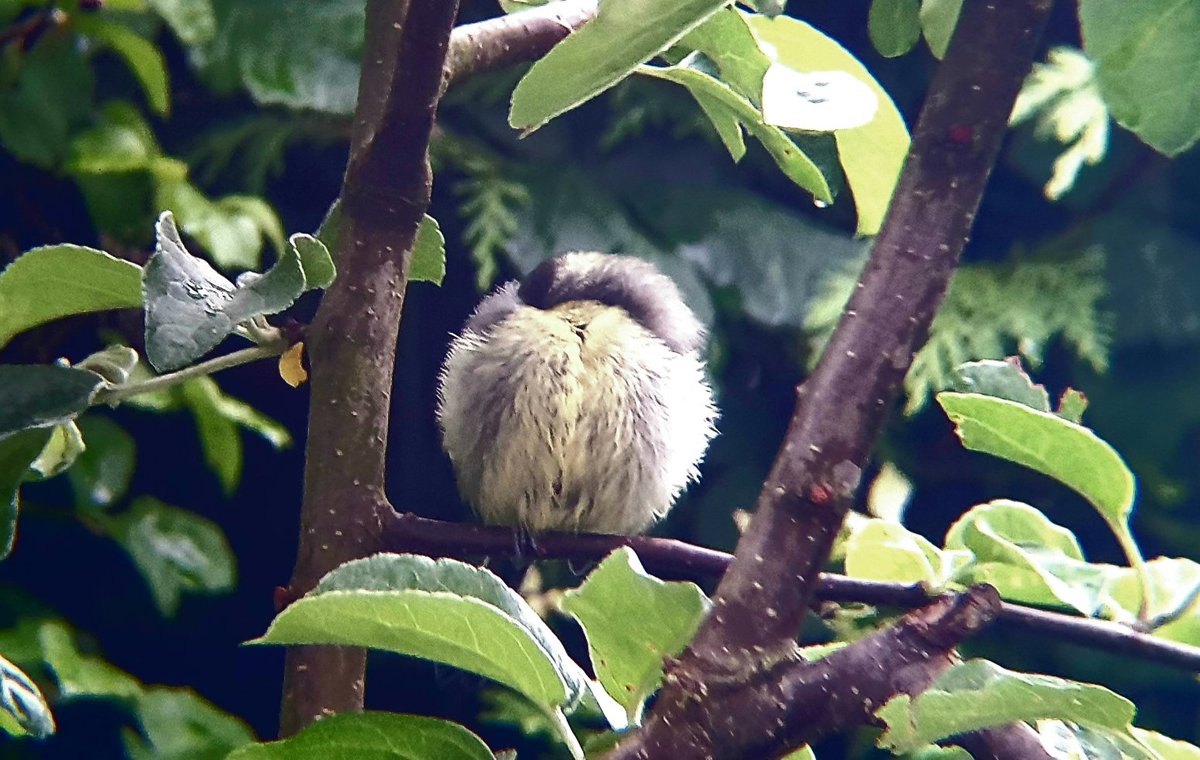 sophiecooper193's tweet image. #PositiveTweets A better fluff ball pic! Sorry, a tad blurry as pics taken with phone &amp;amp; binoculars🤗🐥💚 
Keep safe all 👍
#30DaysWild #Wildlife #nature  #SolaceInNature #Somerset #BreakfastBirdwatch #Springwatch @SomersetWT @BTO_GBW @bto_somerset