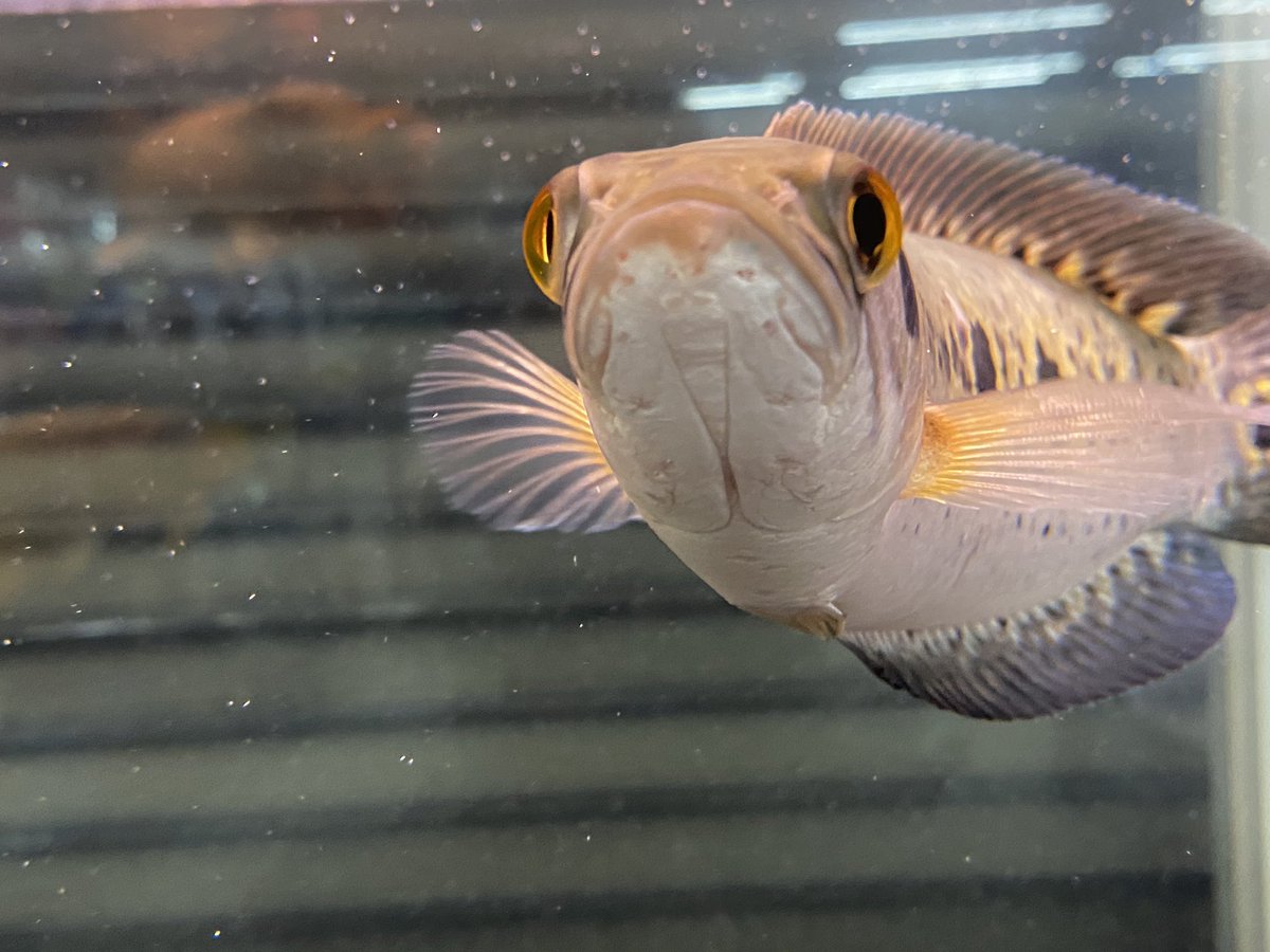 オセレイトスネークヘッド Twitter 搜尋