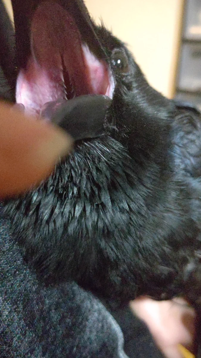 カラスも人に懐く！！構われるなら何でも喜びますｗｗ