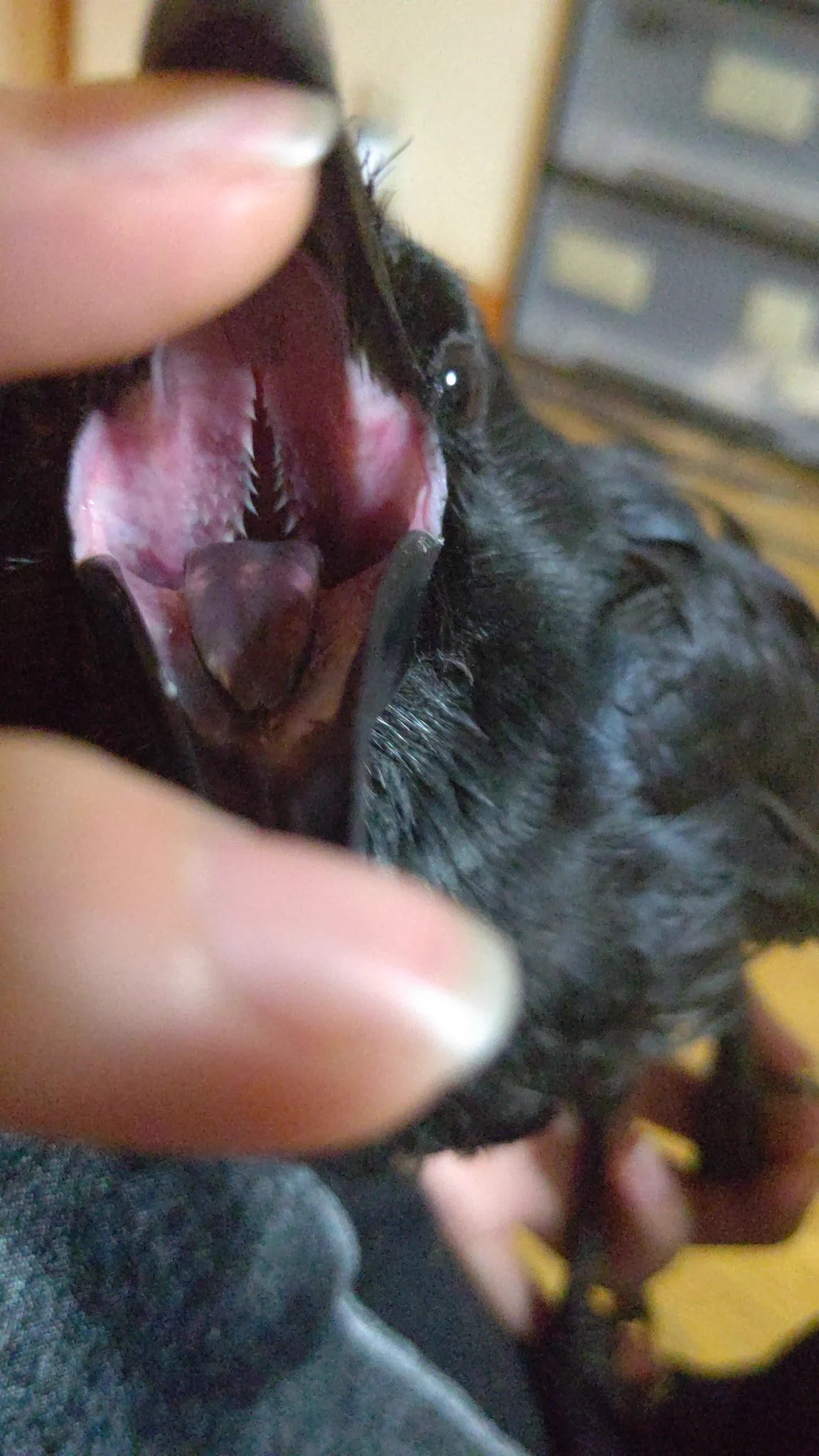 カラスも人に懐く！！構われるなら何でも喜びますｗｗ