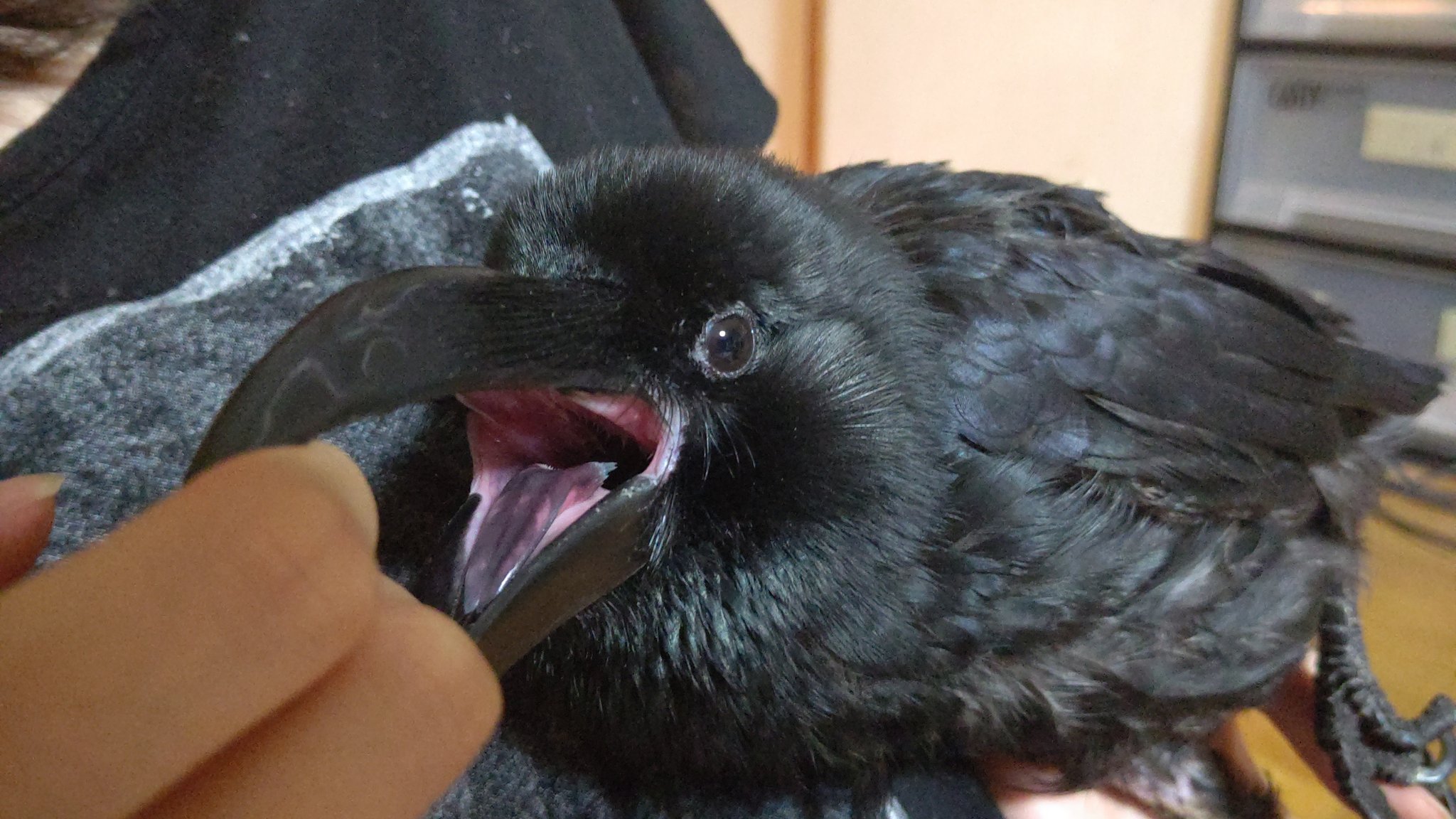 カラス用アカウント 構われるなら何でもいいらしく 口こじ開けても喜びます T Co Efzkfbgfo2 Twitter