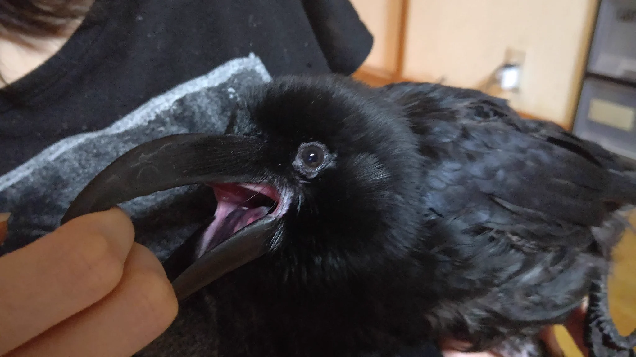 カラスも人に懐く！！構われるなら何でも喜びますｗｗ