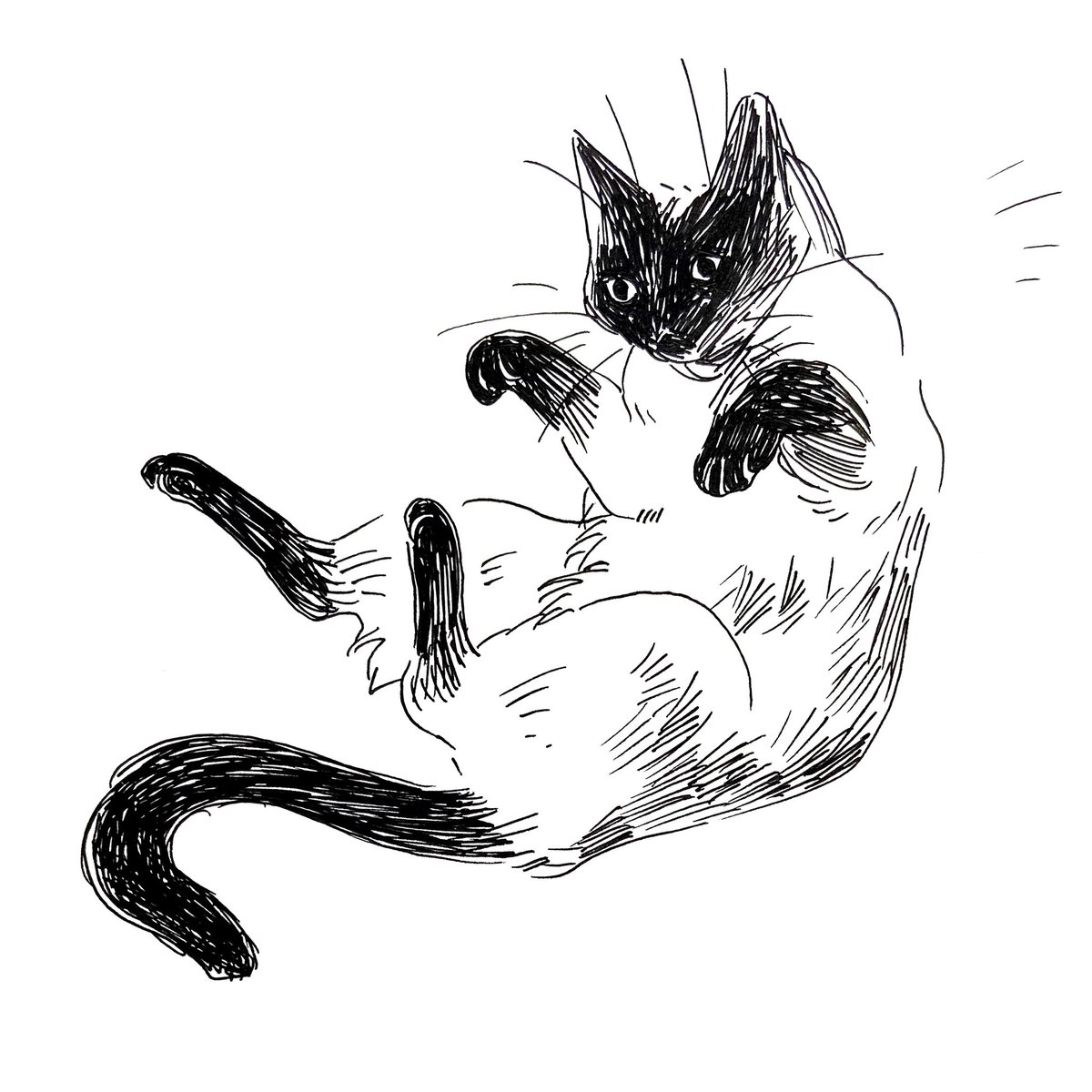 I'll be sketching cats this weekend! Make a $30+ donation to a BLM charity of your choice and comment with a timestamped screencap below + a pic of the cat I should draw (can be your pet or any other cat, you decide) ? 
Only new donations! 
https://t.co/kRg5PBPJPi 