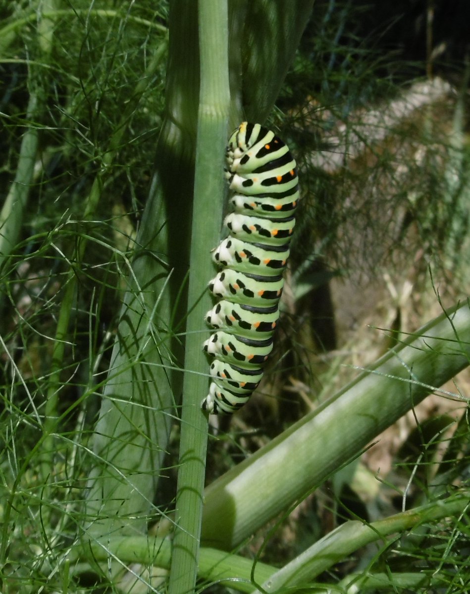 AlessiaBirri's tweet photo. 15 bruchi di farfalla #MACAONE (Papilio Machaon) su una pianta di finocchio selvatico nel mio giardino; li ho misurati, sono lunghi 5 cm. Foto 4: la farfalla in un'immagine dal web; apertura alare: 10 cm. Piante visitate: finocchio selvatico (appunto), ruta, carota selvatica. https://t.co/ZUgkroeLn4
