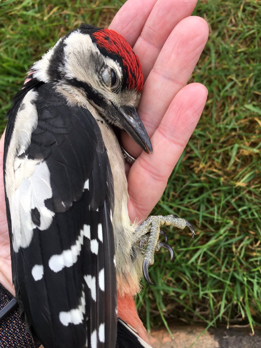 artistbakermake's tweet photo. Can anyone confirm if this is a lesser spotted woodpecker or a juvenile great spotted please? I have a feeling it’s the latter but I know we have a lesser spotted too... thanks @_BTO @BTO_GBW @Natures_Voice @RSPBEngland #lesserspottedwoodpecker #birdidentification https://t.co/PN9dtJrMEC