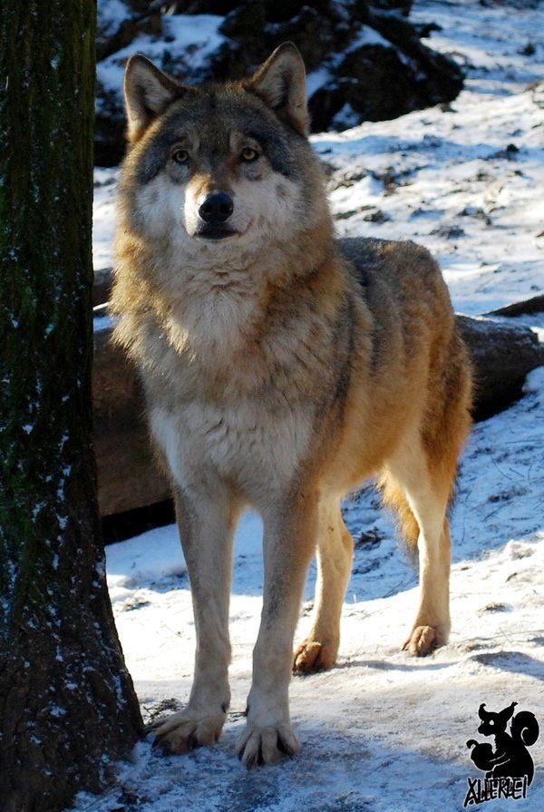 evelyn_m_k's tweet photo. Hello Pack โค๏ธ๐๐บ๐ป Hope everyone is well. Weโre waiting on Huracรกn Cristobal coming tonight. Staying Home! Stay Safe All!! @Nokomaq @DianeRedelinghu @MiriBen2 @nkDarkDrgmailc1 @hugwildlife @GichiGumee @rotrujo @DerekPa56710094 @Graywolf080458 #SaveWolvesBears #AdoptaNoCompres https://t.co/EQIpE4U08j