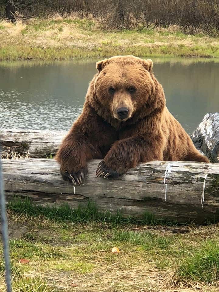 evelyn_m_k's tweet photo. Hello Pack โค๏ธ๐๐บ๐ป Hope everyone is well. Weโre waiting on Huracรกn Cristobal coming tonight. Staying Home! Stay Safe All!! @Nokomaq @DianeRedelinghu @MiriBen2 @nkDarkDrgmailc1 @hugwildlife @GichiGumee @rotrujo @DerekPa56710094 @Graywolf080458 #SaveWolvesBears #AdoptaNoCompres https://t.co/EQIpE4U08j