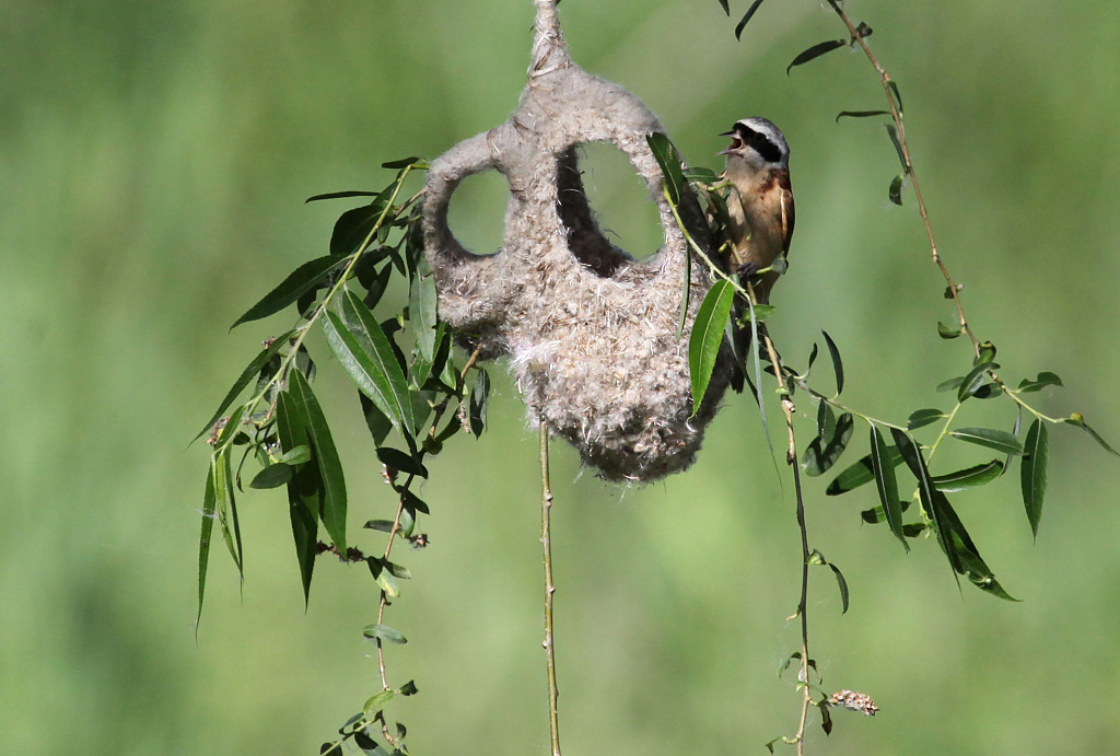 Eurasian Penduline-Tit nest