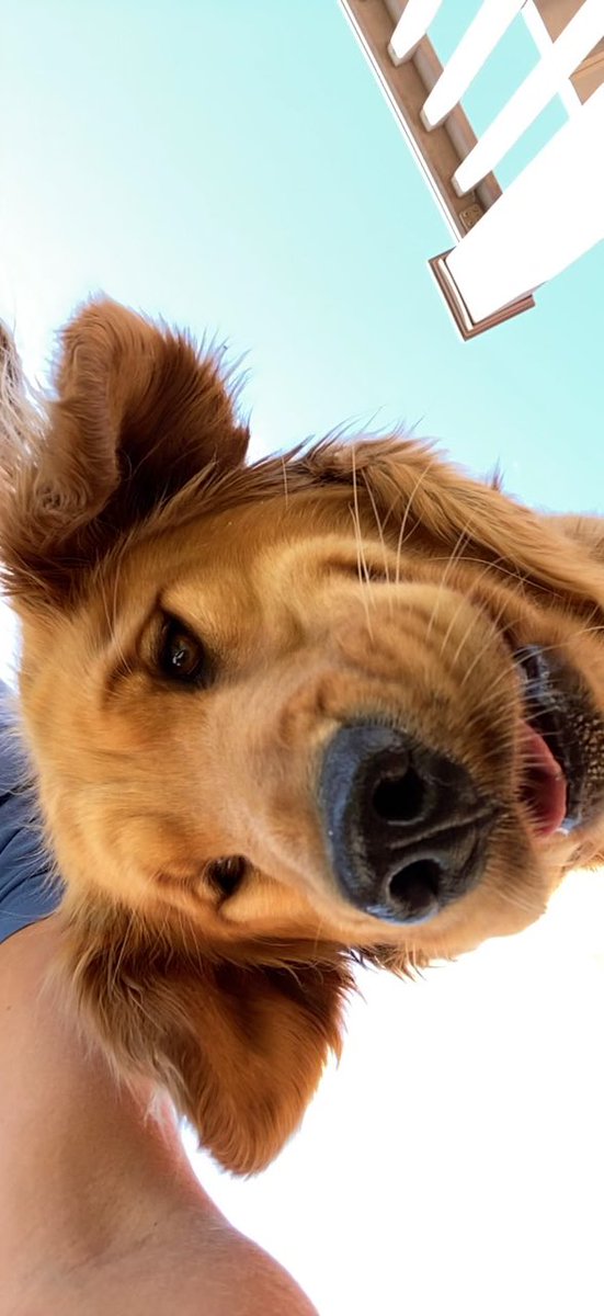 caseadilladilla's tweet photo. When Piper crashes FaceTime #Hewwooo #squishface https://t.co/AaS3B9yNE1