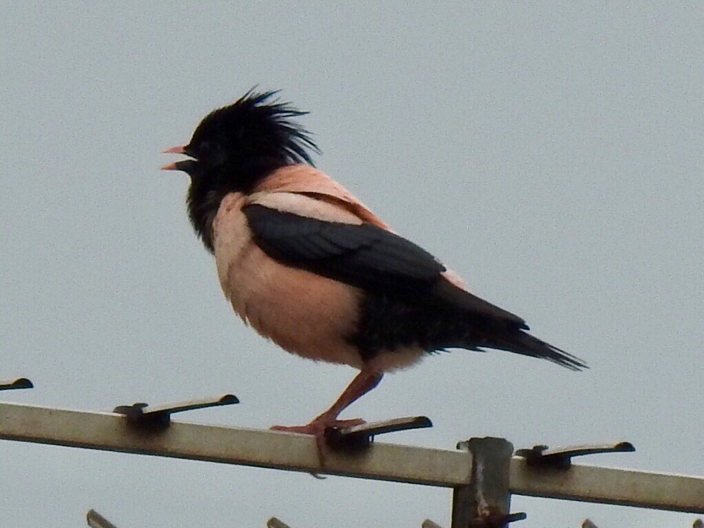 Today’s Rose Coloured Starling singing from the rooftops in Seaton #patchtick #rosystarling @DevonBirds @southdevonbirds