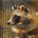 狂狸!？大内山動物園の美タヌちゃんは飼育員泣かせな子w