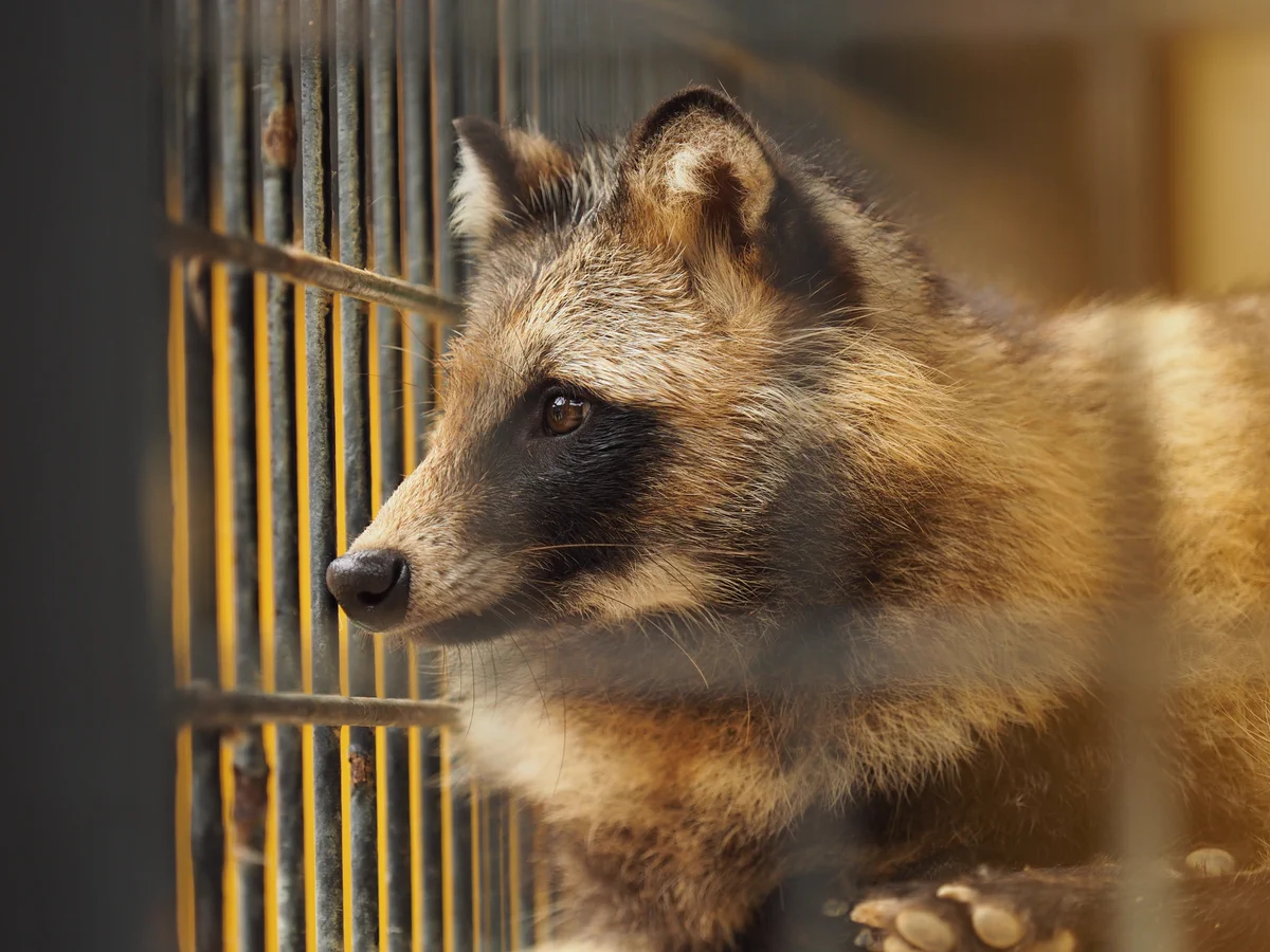 狂狸！？大内山動物園の美タヌちゃんは飼育員泣かせな子ｗｗ