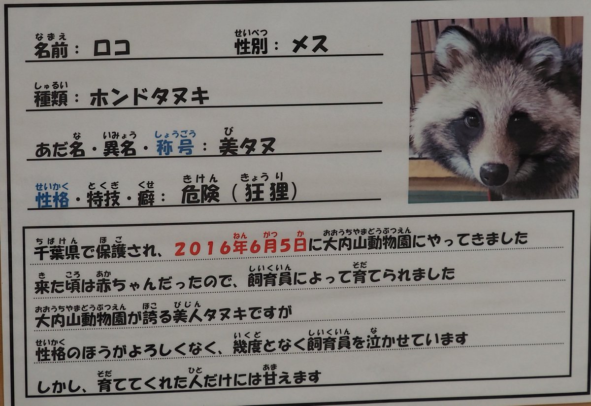 狂狸 大内山動物園の美タヌちゃんは飼育員泣かせな子 話題の画像プラス