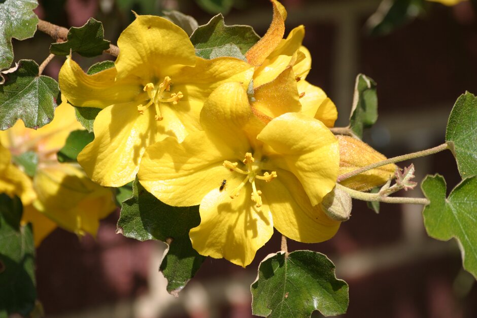 As our summers get drier and water becomes ever more precious, drought-tolerant plants are becoming increasingly important in many gardens.

<a href="/Graham_Rice/">Graham Rice</a> shares a selection of 10 award winning drought-tolerant plants: rhs.org.uk/garden-inspira…