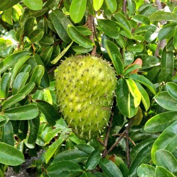 rodrigueztornes's tweet photo. Proud of this soursop tree and ready to enjoy the harvest.
#trees #tree #horticulture #fruits #soursop #plants #Food #FoodSafety https://t.co/lXe3qzEegC