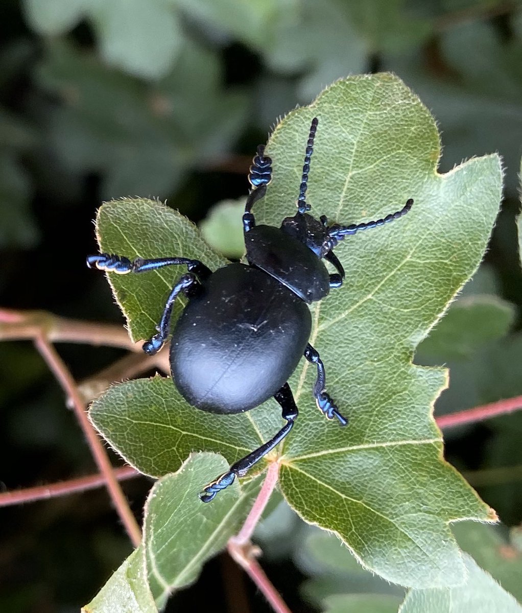 bernoid's tweet photo. Lots of Bloody-nosed Beetles on today’s walk #lookingatbugs #bloodynosedbeetle #beetle https://t.co/nT6w63pfPp