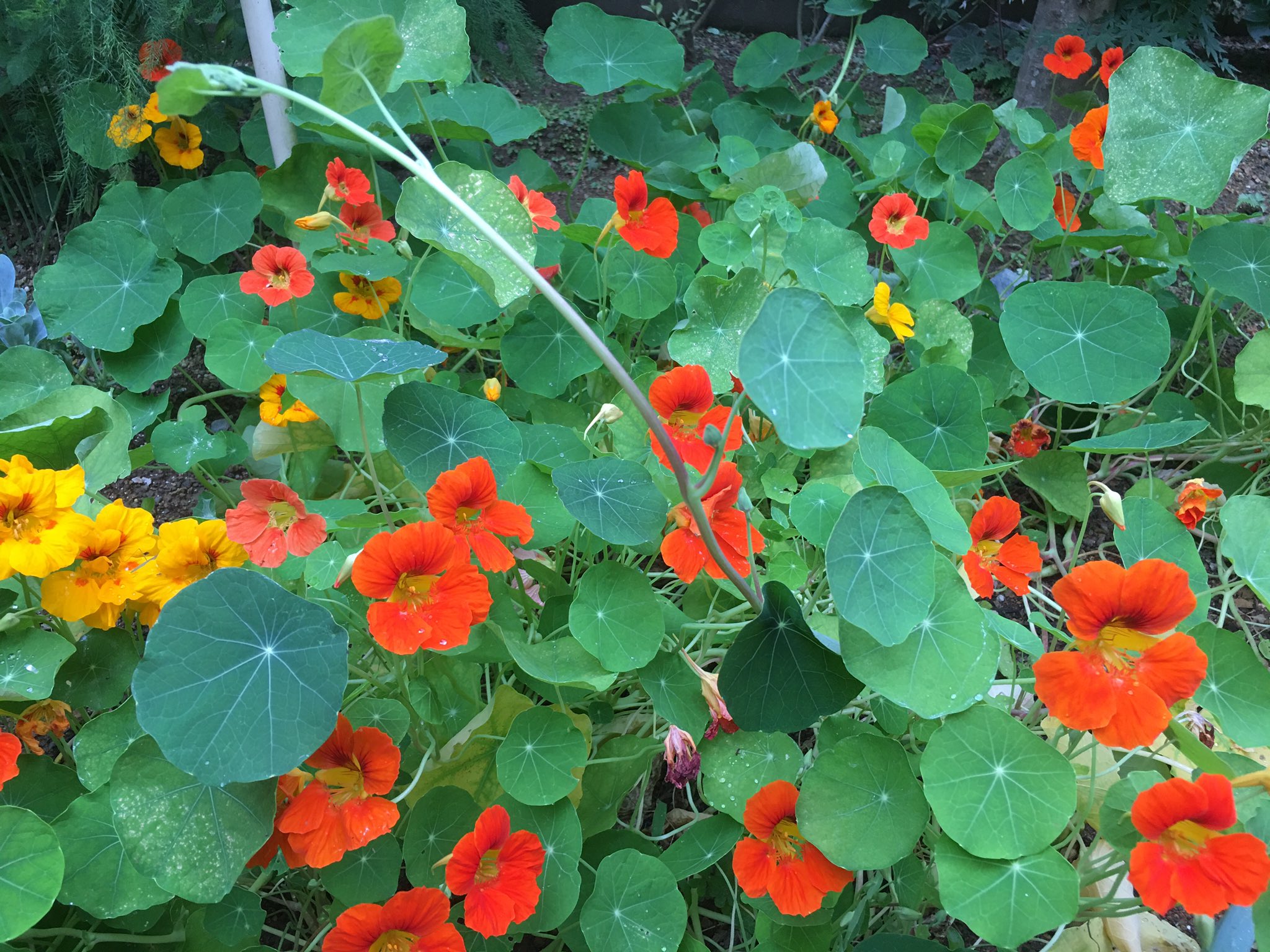 花 ニンニクガラシ 花 ニンニクガラシ