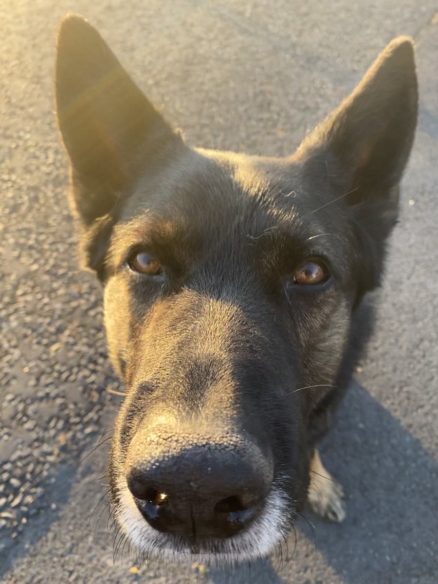 pd_chase's tweet image. When you arrive at this scene &amp;amp; driver’s de-camped, the pressures on to find them....Chase did his thing tracking through thick undergrowth &amp;amp; 45mins after the crash locates him hidden in a ditch half a mile away 💪🏽 Driver arrested sus drink drive #trustyourdog