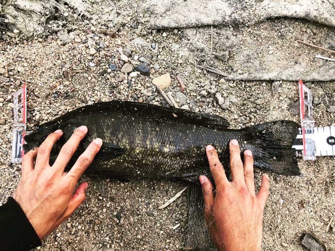 淀川バス釣り 淀川バス釣り