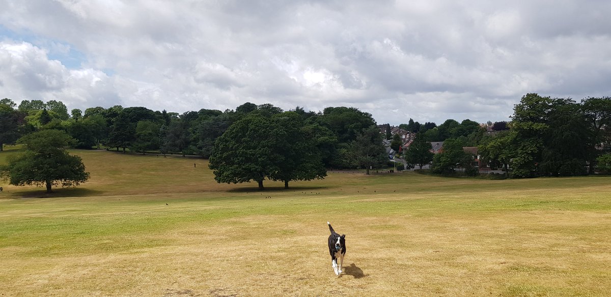 Today's random warley woods pics star the Border Collie "Candy"