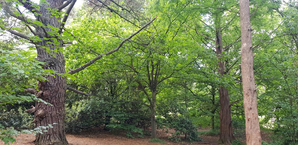 Today's random warley woods pics star the Border Collie "Candy"