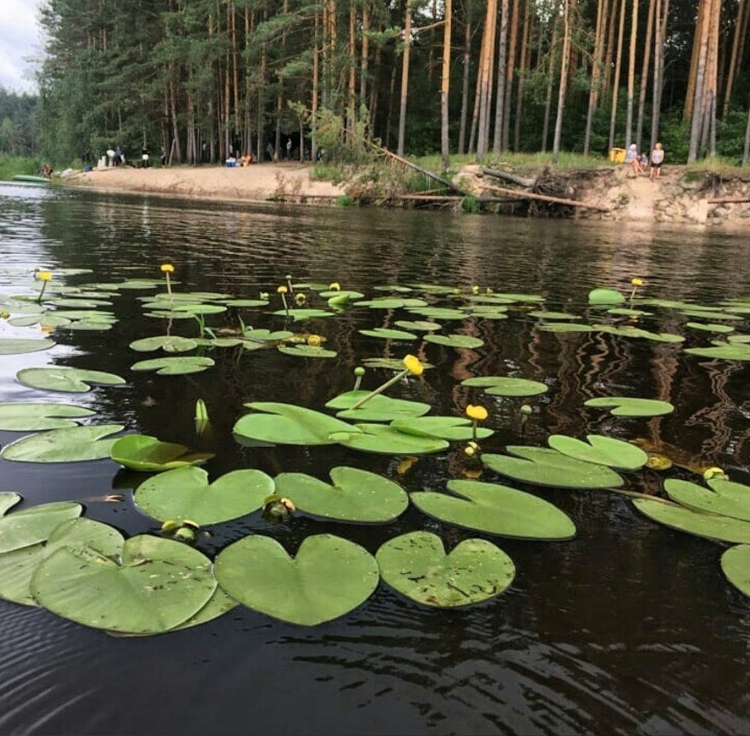 Рязанская область, Окский заповедник, река пра.