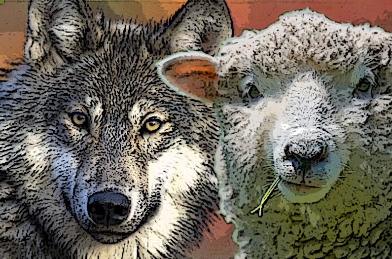 Irish saints encountered wolves! There is a story that when St Patrick was a shepherd boy, a wolf carried off a sheep he was looking after! It returned the next day with the sheep still alive & lay it unharmed at his feet! 