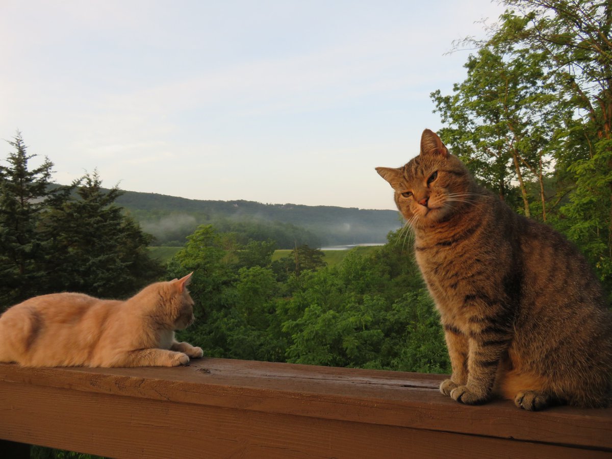DennisB911's tweet photo. We took too many #catoftheday #cats #CatsOfTwitter #weathercat #photooftheday so #specialedition #SaturdayMorning from #Basye, Va. #sunrise filled the #ShenandoahValley with #golden fog. It's 62F(16C) damp &amp; foggy. #lifeisgood @RiverGirl707 &amp; @ChrisClimate @ImagesStories #meow! https://t.co/6sXZR7Sywu