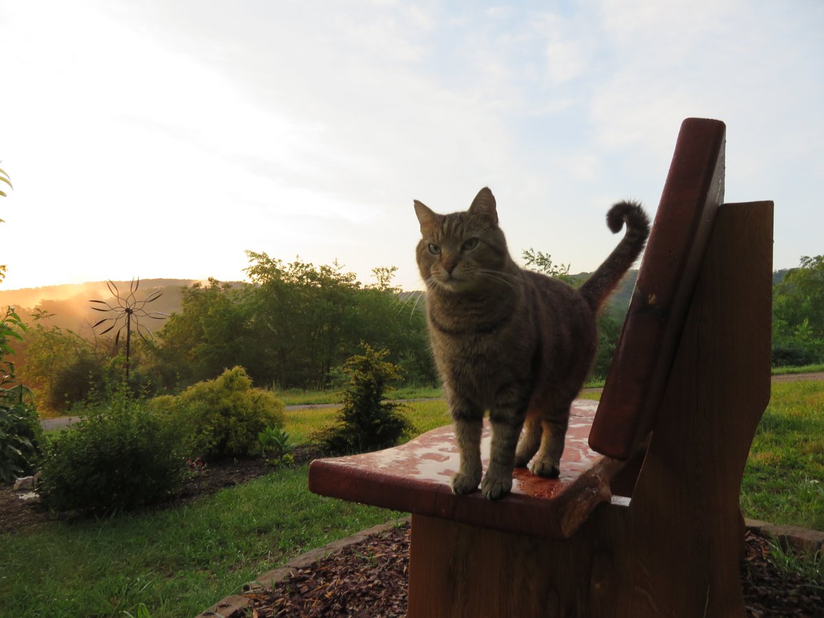 DennisB911's tweet photo. We took too many #catoftheday #cats #CatsOfTwitter #weathercat #photooftheday so #specialedition #SaturdayMorning from #Basye, Va. #sunrise filled the #ShenandoahValley with #golden fog. It's 62F(16C) damp &amp; foggy. #lifeisgood @RiverGirl707 &amp; @ChrisClimate @ImagesStories #meow! https://t.co/6sXZR7Sywu