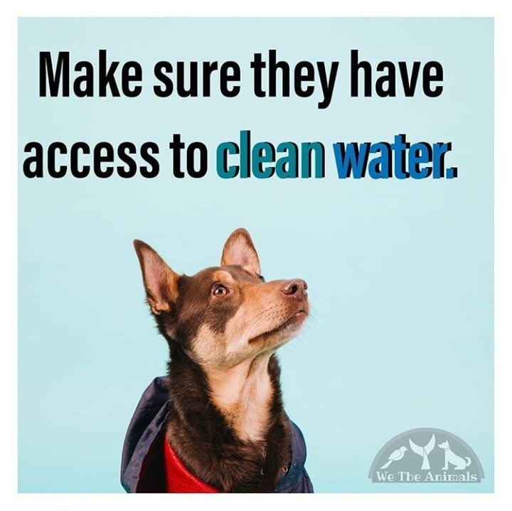Wetheanimalsin's tweet photo. https://t.co/3EKJIzKjQt