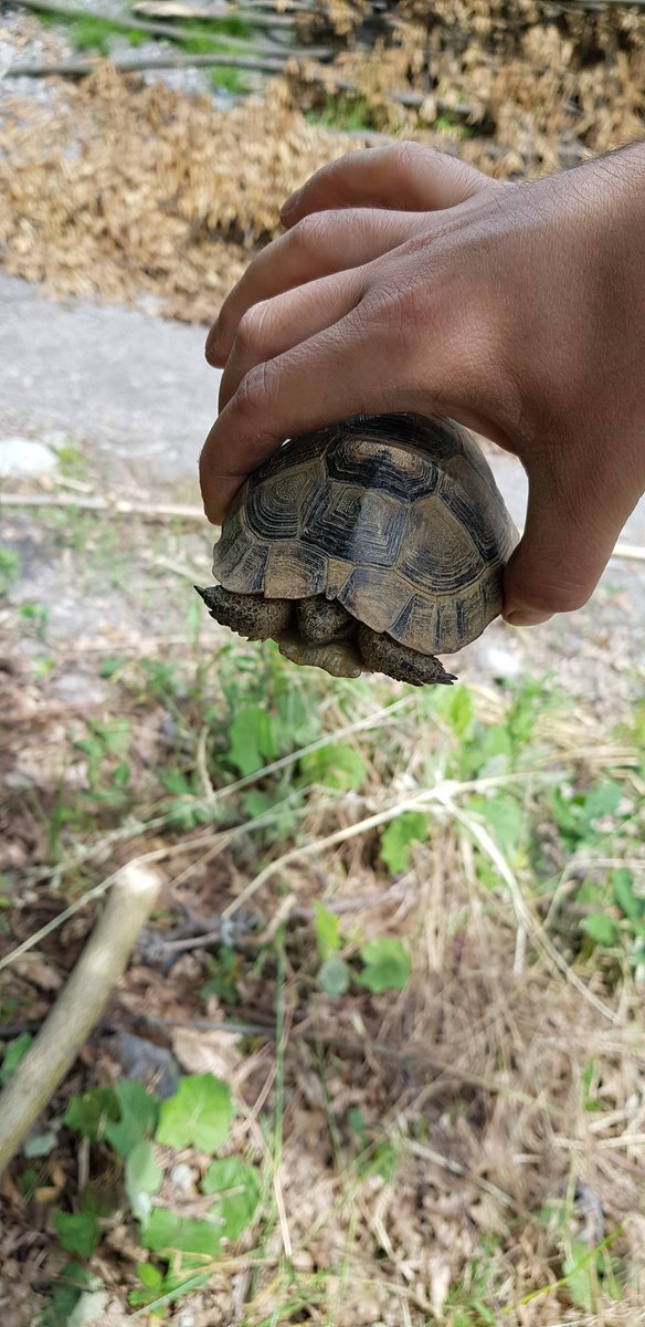 Kaplumbağalar da uçar.