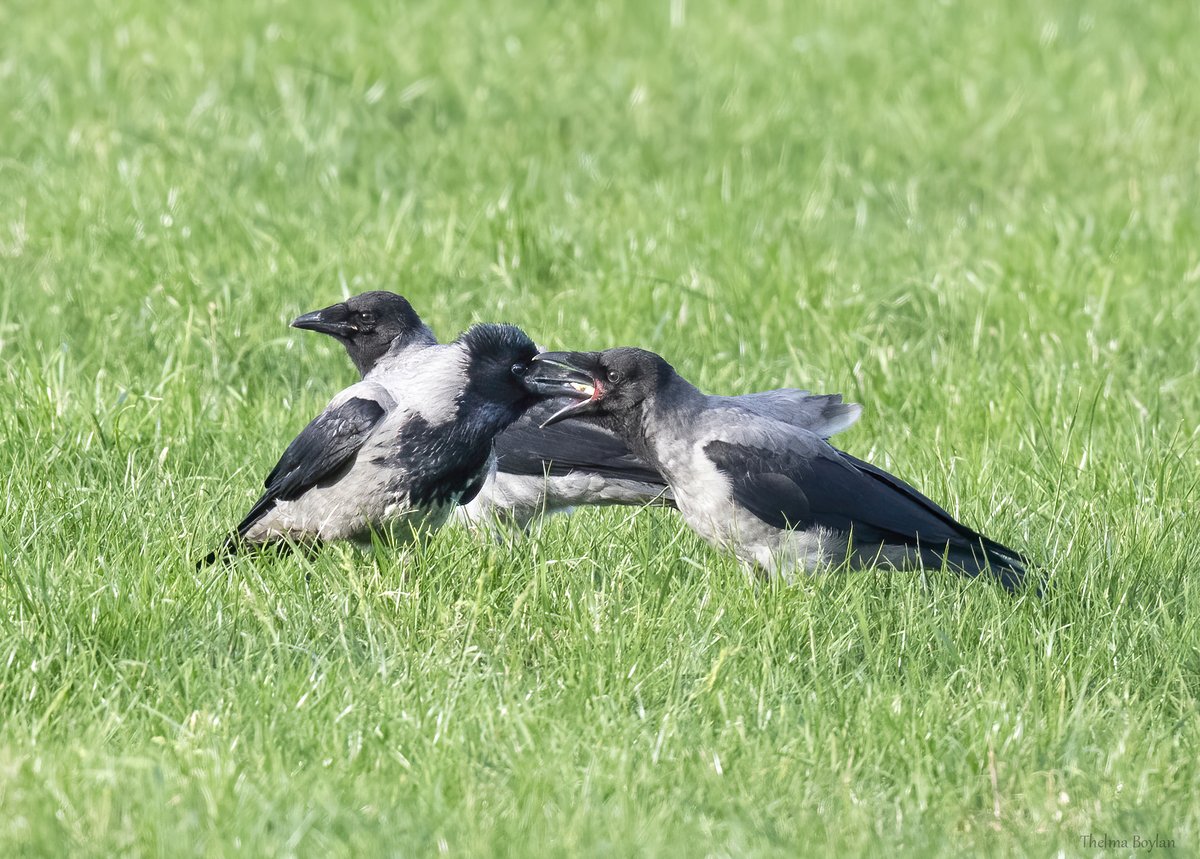 Feeding time. 
@BirdWatchIE @Irishwildlife #birdphotography #nikonphotography #wildlife #wildlifephotography #TwitterNatureCommunity #photographylovers #naturephotography #Nikon #naturelovers #photography #crows #hoodedcrow #Corvids