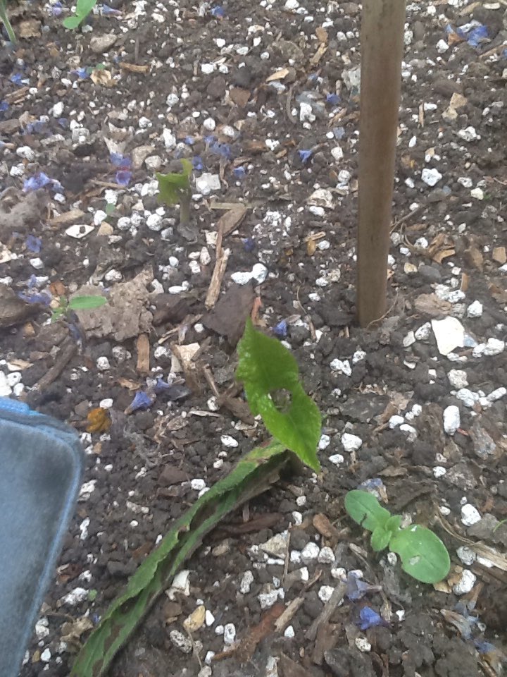 mrsmosieposie's tweet photo. PSB & beans coming soon ...#vegwatch π https://t.co/lN5GJLqz5g