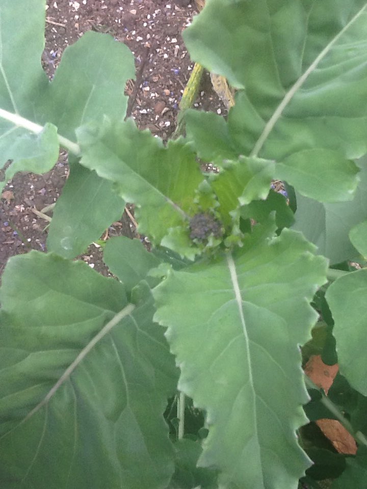 mrsmosieposie's tweet photo. PSB & beans coming soon ...#vegwatch π https://t.co/lN5GJLqz5g