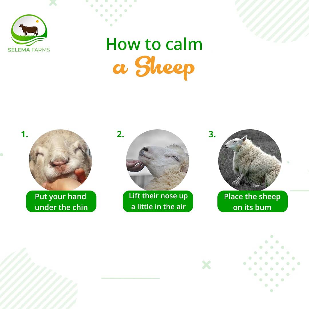 Selema_Farms's tweet photo. A sheep will usually relax and give in to you if you have control over it's head.
By putting a hand under their chin and lifting their nose up a little in the air, they will relax. 
.
.
.
They also totally relax when placed on their bum, off their feet. 

#6thjune #weekendvibes https://t.co/6k0IA0Mrix