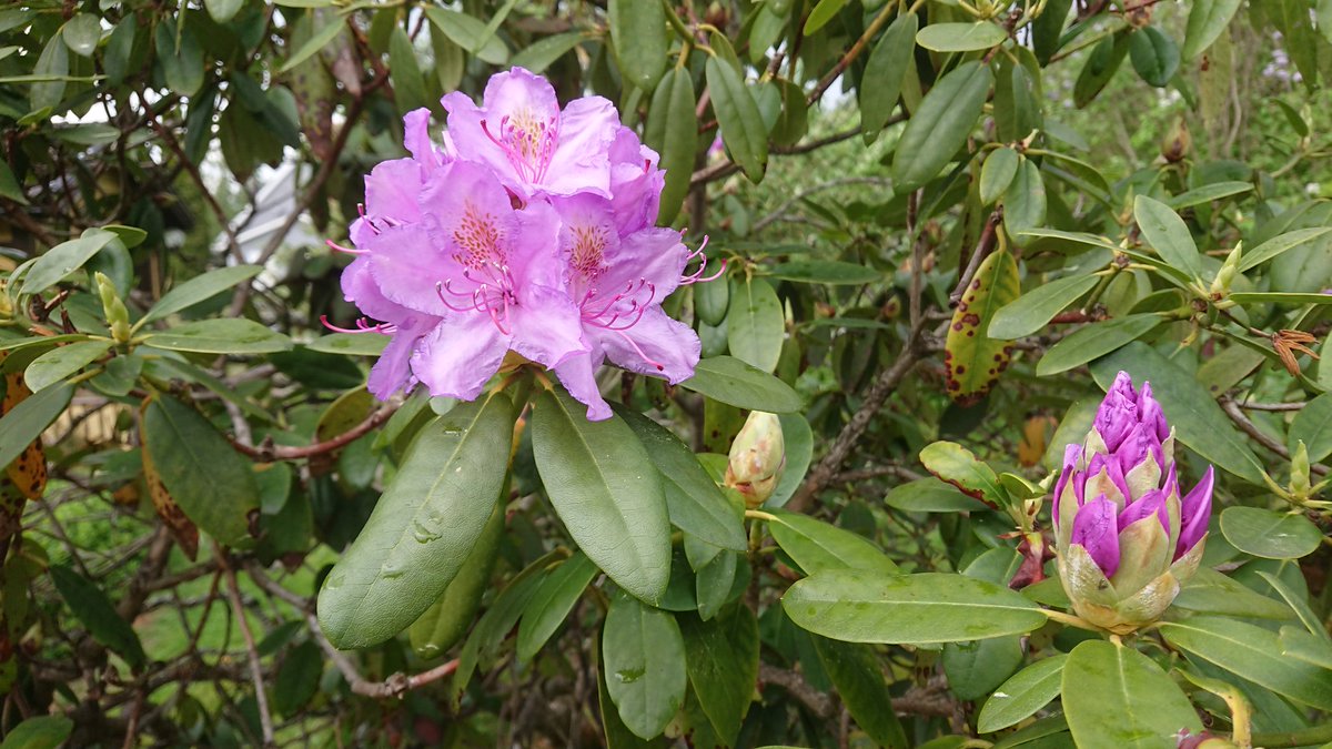 Michi 30歳から始める英語学習 シャクナゲの花が咲き始めています シャクナゲの横にはシャクヤクのつぼみが ツツジに似ているのがシャクナゲ ボタンに似ているのがシャクヤク 英語では シャクナゲ ツツジ Rhododendron ロードデンドロン