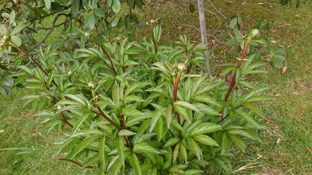 Michi 30歳から始める英語学習 シャクナゲの花が咲き始めています シャクナゲの横にはシャクヤクのつぼみが ツツジに似ているのがシャクナゲ ボタンに似ているのがシャクヤク 英語では シャクナゲ ツツジ Rhododendron ロードデンドロン