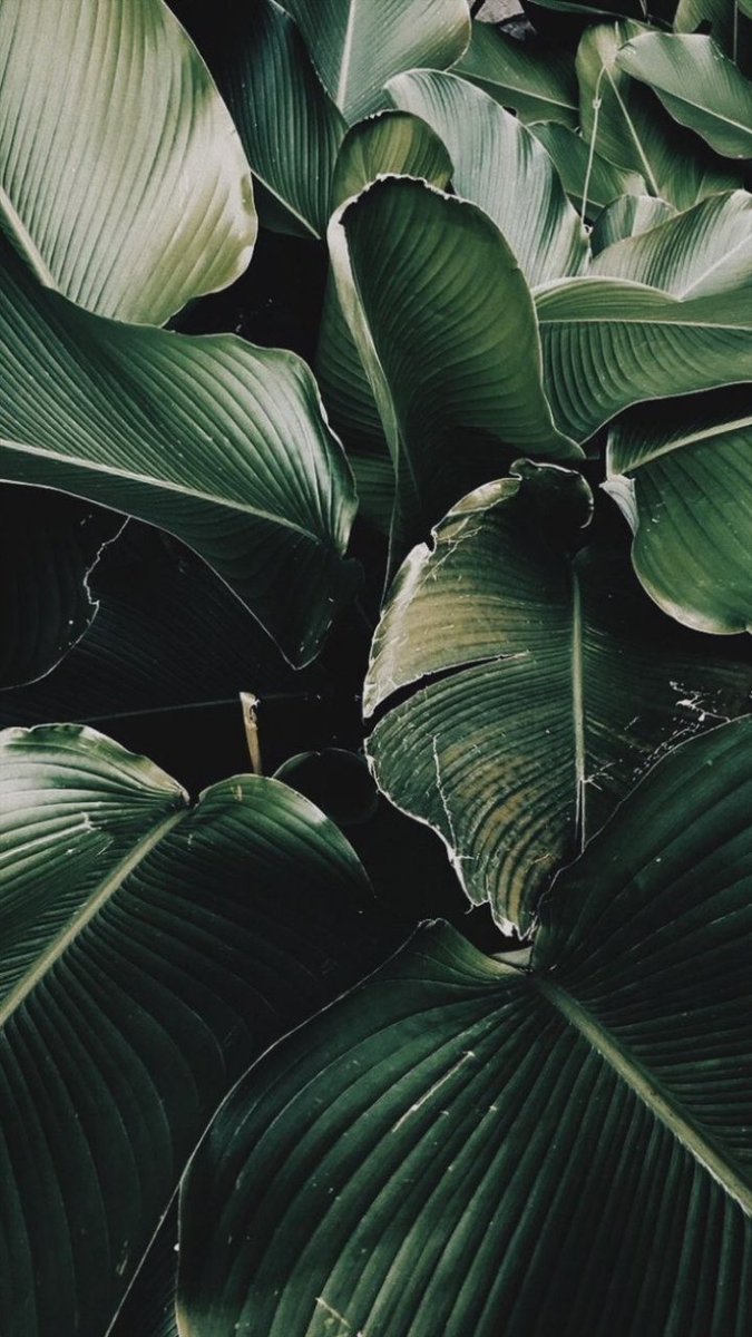 perfectwellp's tweet photo. • don't 🍃 me. https://t.co/7utC9RvQrX