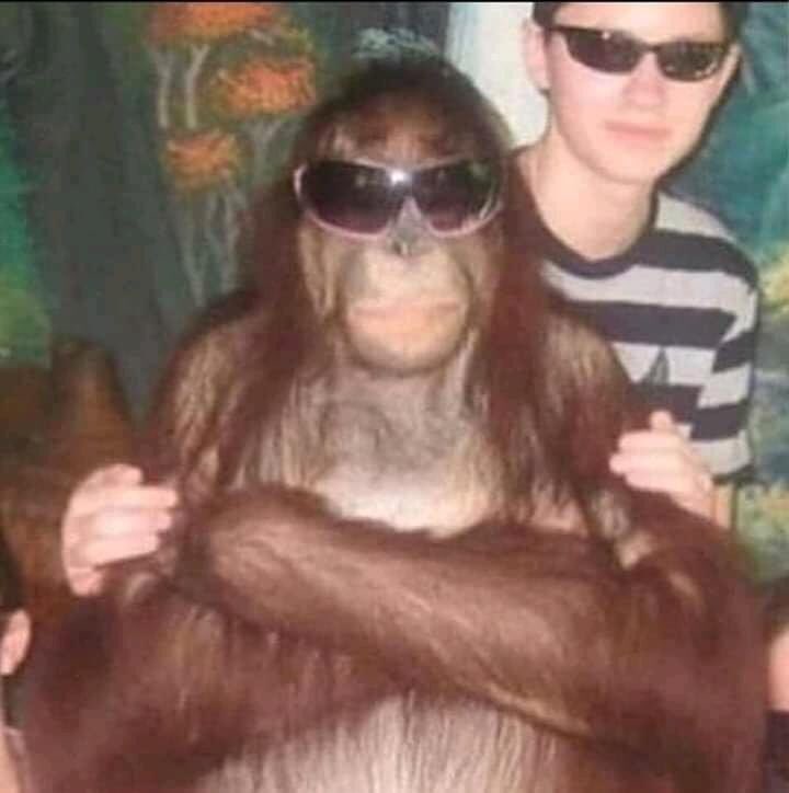 funny monkey 🐒 on Twitter: 