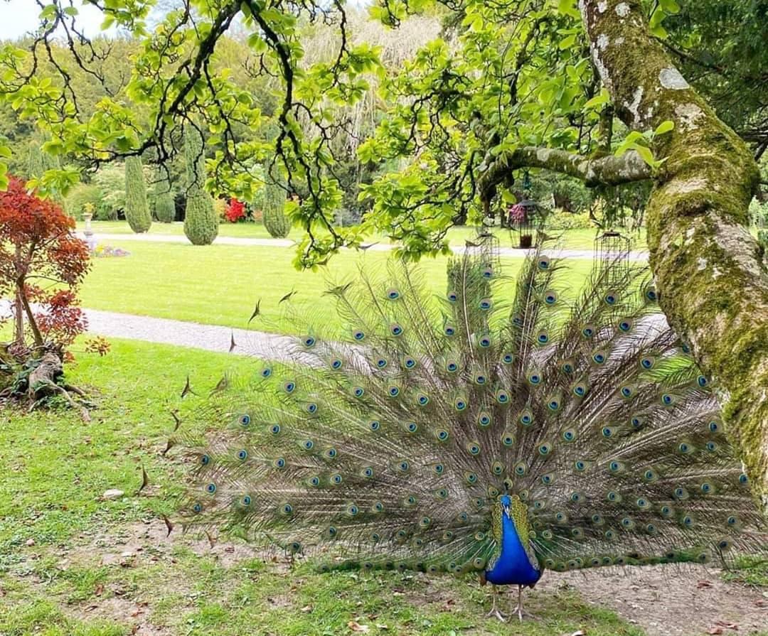 carlowtourism's tweet photo. Showcasing the best of #Carlow to a European audience ❤💚 @HuntingtonCastl #clonegal #carlowtourism
🕕 WATCH LIVE TODAY, SAT 6TH JUNE 6PM ON: https://t.co/hYSgBKDCGU
@ancienteastIRL @TourismIreland @CarlowLEO @Carlow_Co_Co @discoverirl #irelandsancienteast #tourismireland https://t.co/trlC9fGoVH
