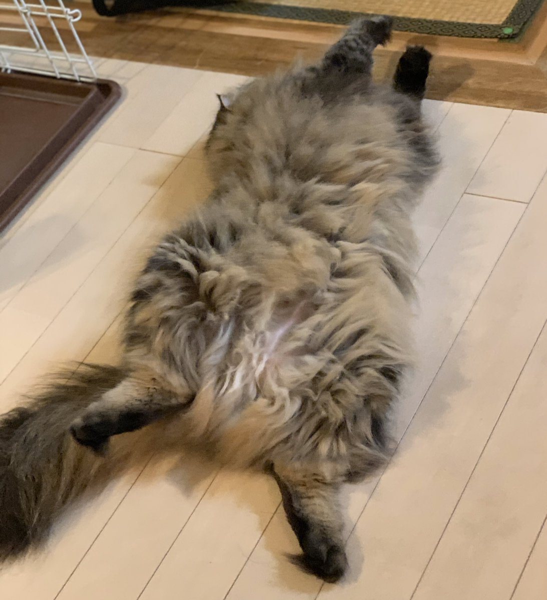居眠りネコ Nekogaotiteru Twitter