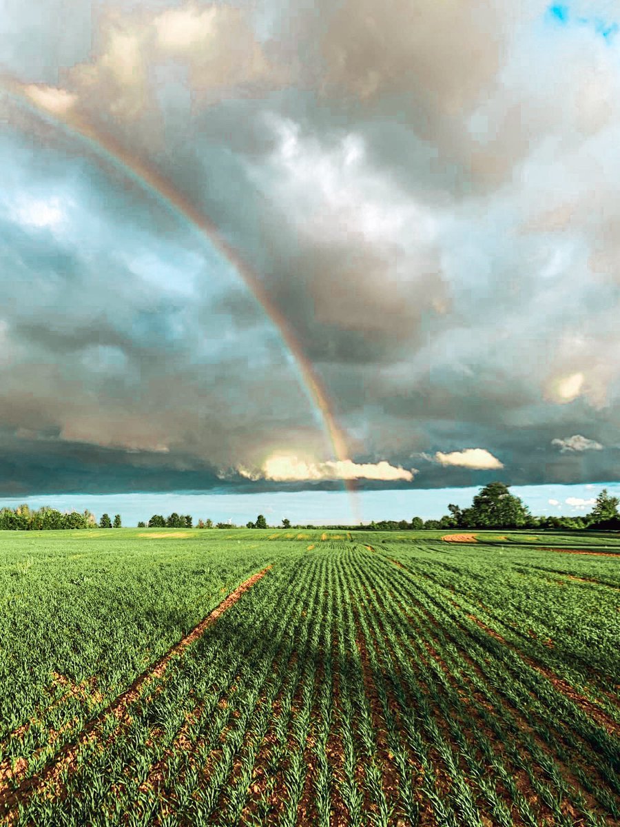 Spring planting got off to an early start this year with the first field of AC Metcalfe malting barley going in on April 7. We are also excited to have planted 80 acres of Esma, a European malting barley. Looking forward to seeing what the folks at <a href="/BarnOwlMalt/">Barn Owl Malt</a> can do with it!